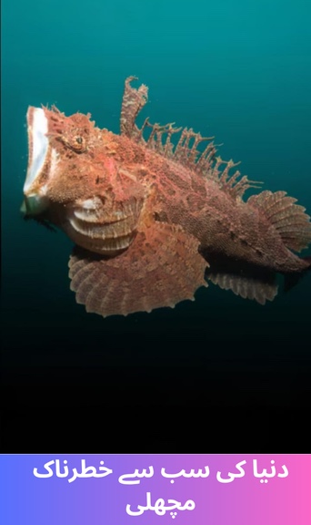 The Most Dangerous Fish in the World